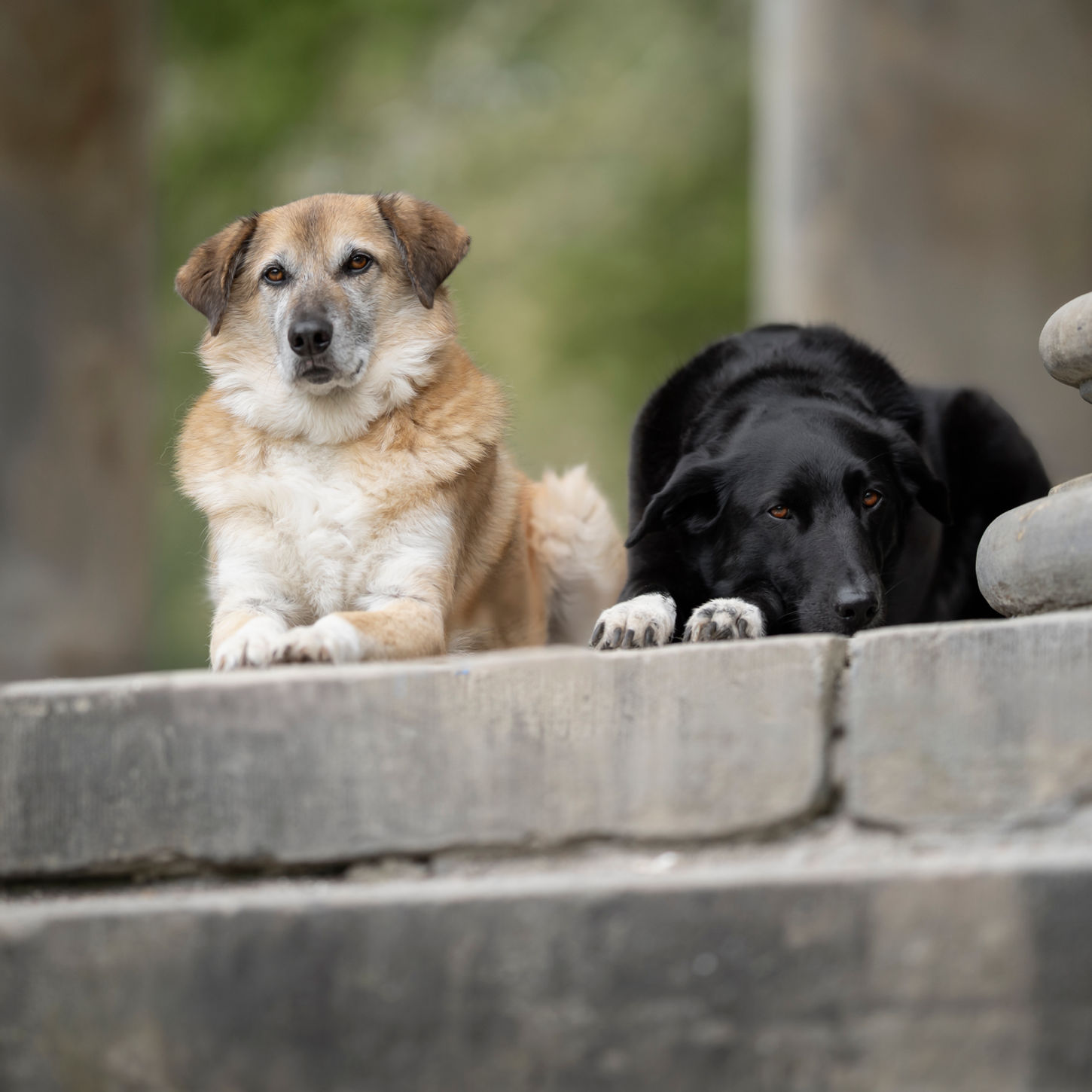 Hundefoto Hundefotografie in Garbsen, Hannover und Umgebung