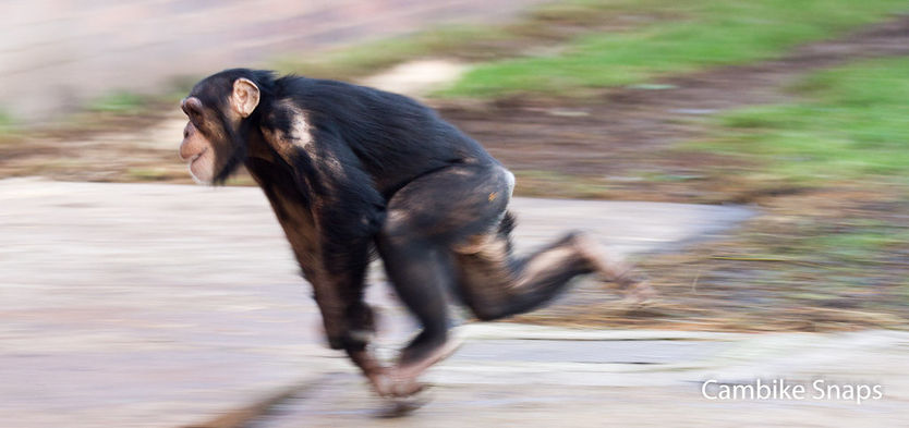 Jingles "speed control" gets you started -- Your DNA does the rest.