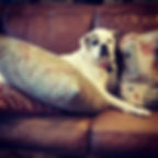 Lola.jpg