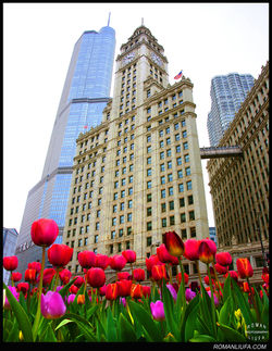 Wrigley Building with Blooming Tulips, Chicago Spring Cityscape