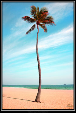 Dancing Palm Tree, Florida