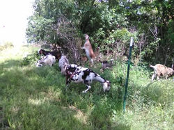 Goats for weed control