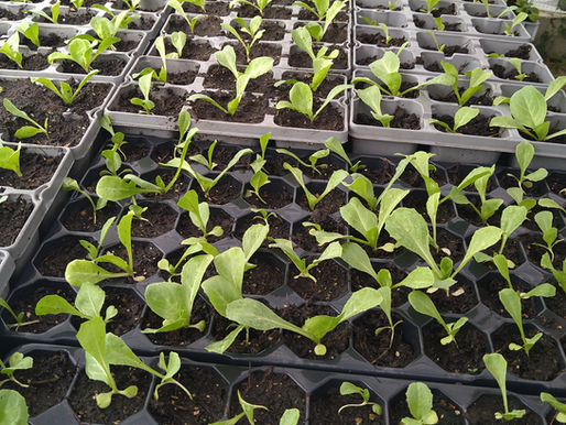 De eerste oogst is binnen!