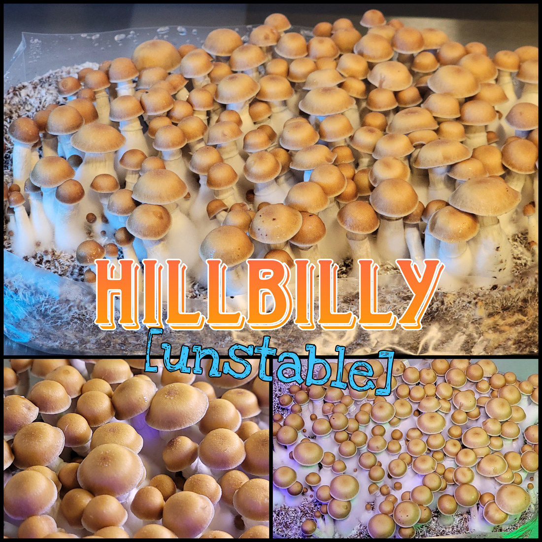 Hillbilly unstable swab set by Dino Spores