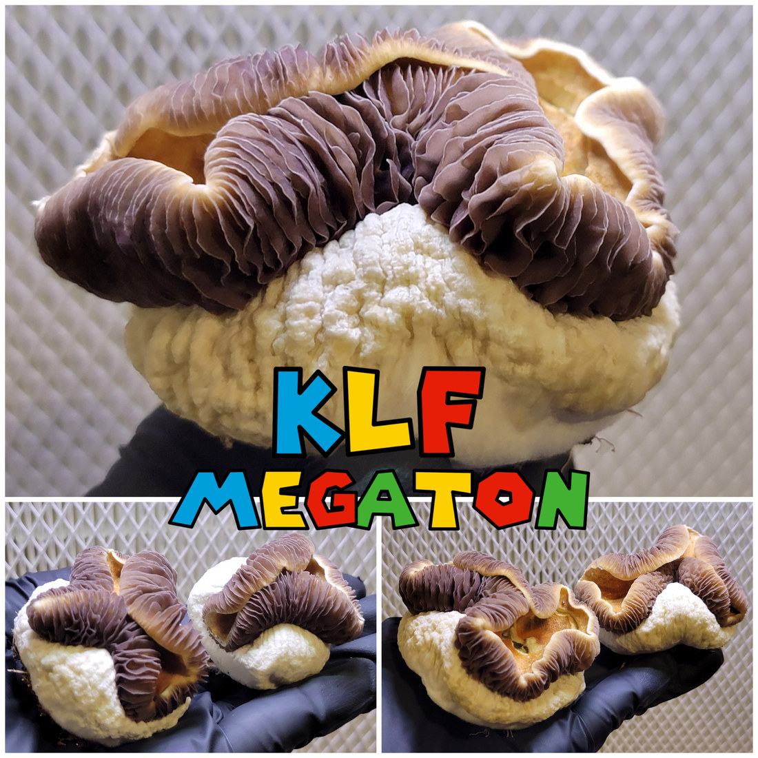 Koh Little Flowers Megaton swab set by Dino Spores