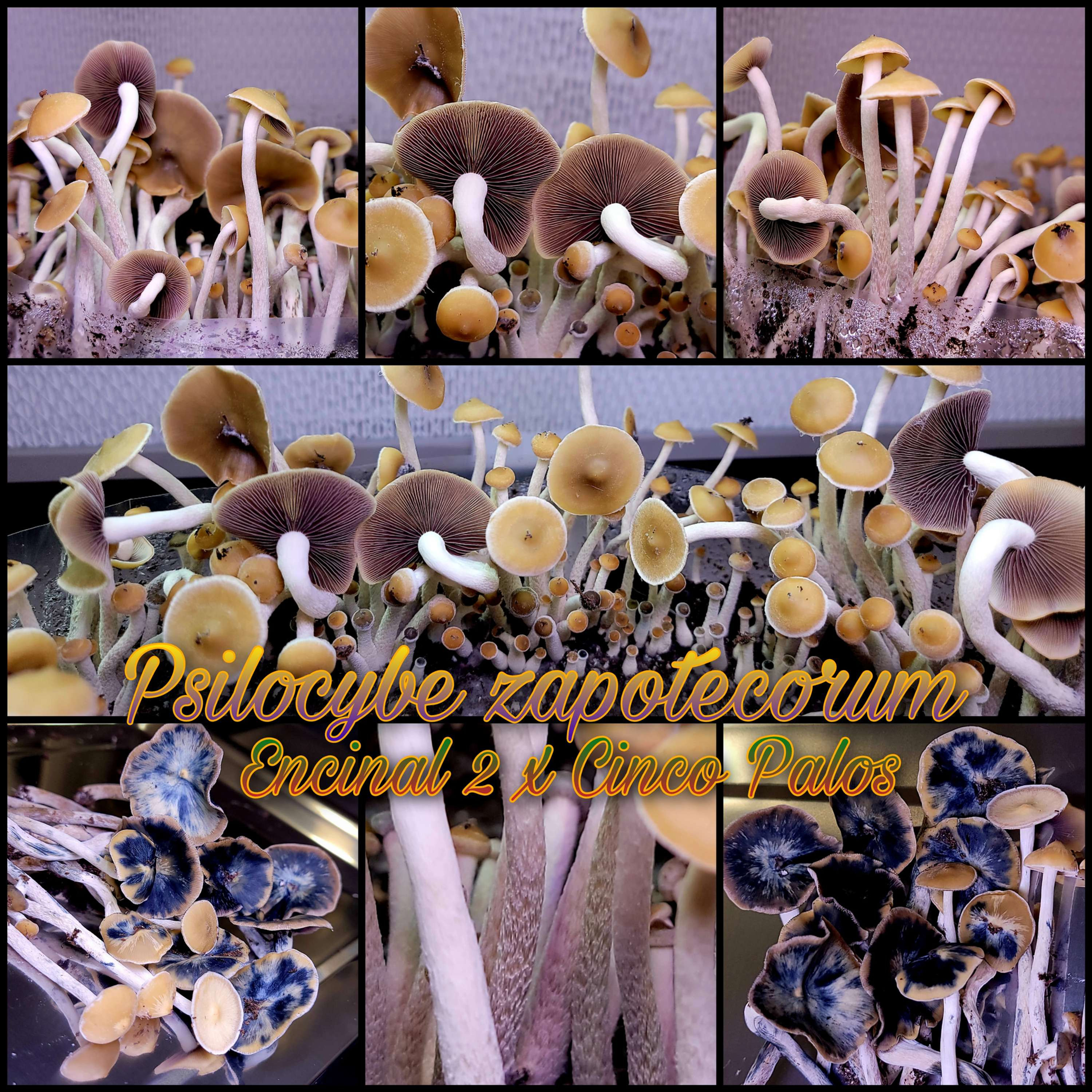 Psilocybe zapotecorum Encinal 2 x Cinco Palos #3 swab set
