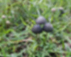 Panaeolus cyanescens "3 Kings" wild spore print