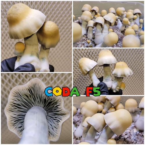Coda swab set | DINOSPORES