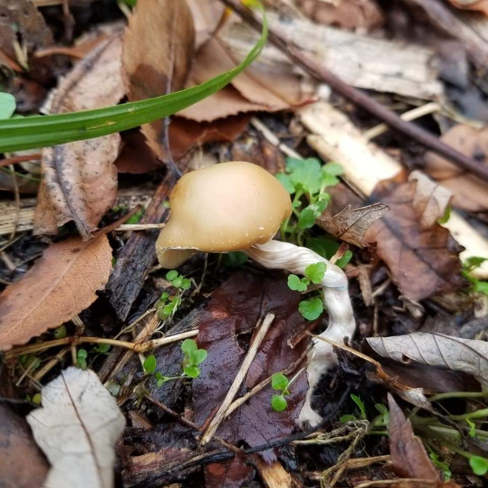 Thumbnail: Psilocybe ovoideocystidiata "Luzerne" spore print