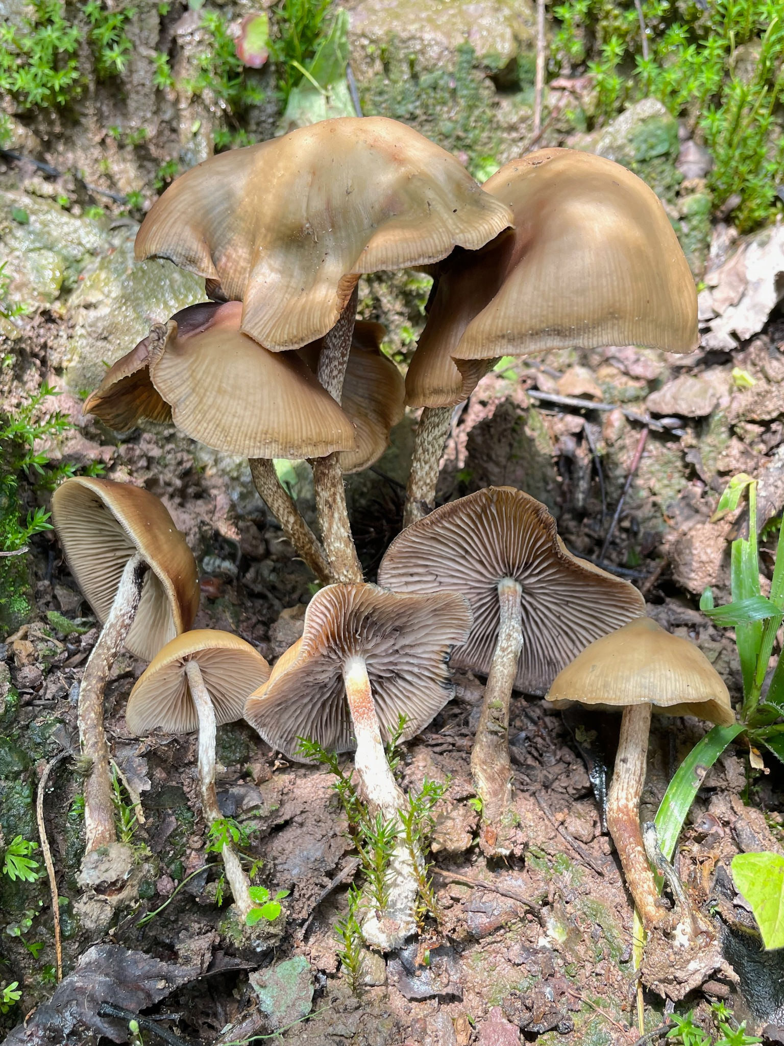Psilocybe zapotecorum "Citalapa" wild spore print