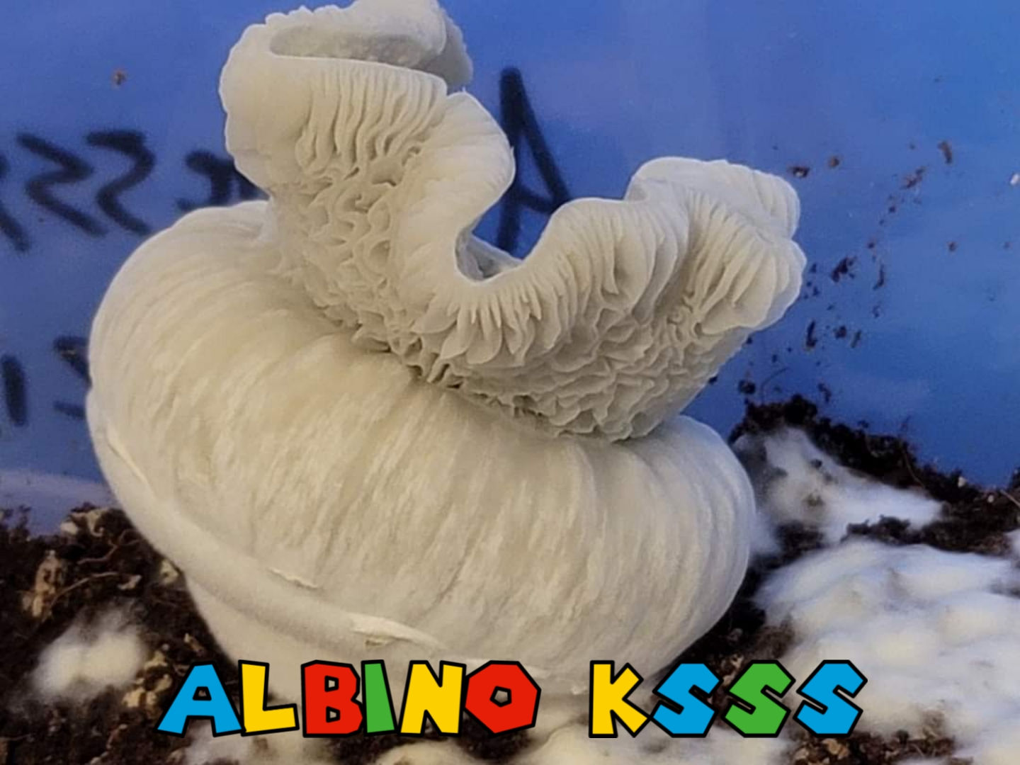 Albino KSSS swab set