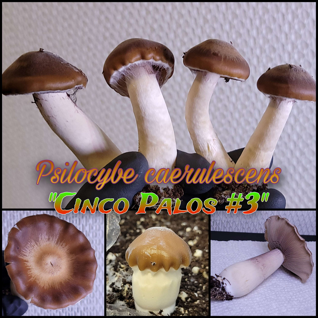 Psilocybe caerulescens "Cinco Palos #3" swab set by Dino Spores