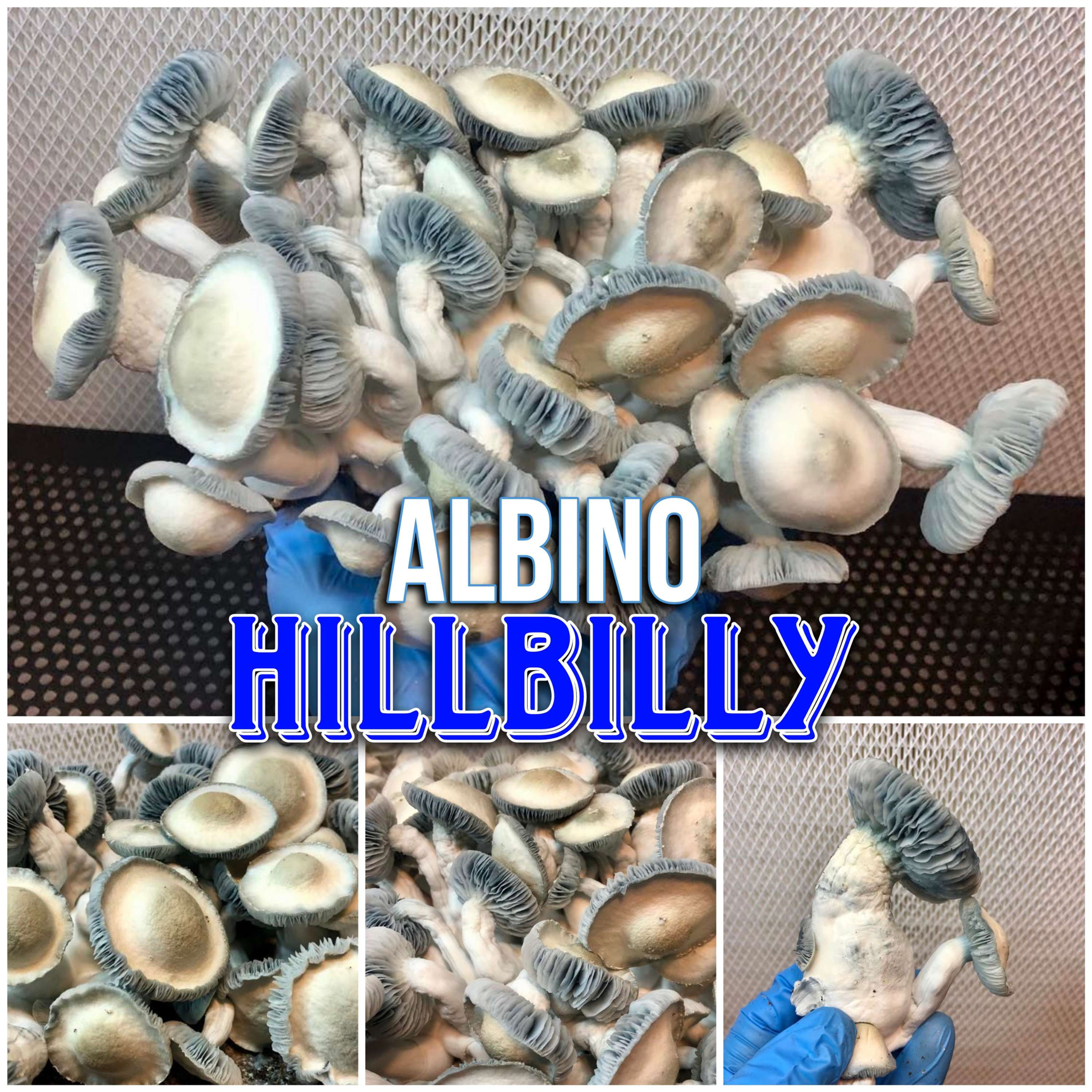 Albino Hillbilly isolated syringe