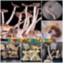 Nutcracker x TW2 swab set