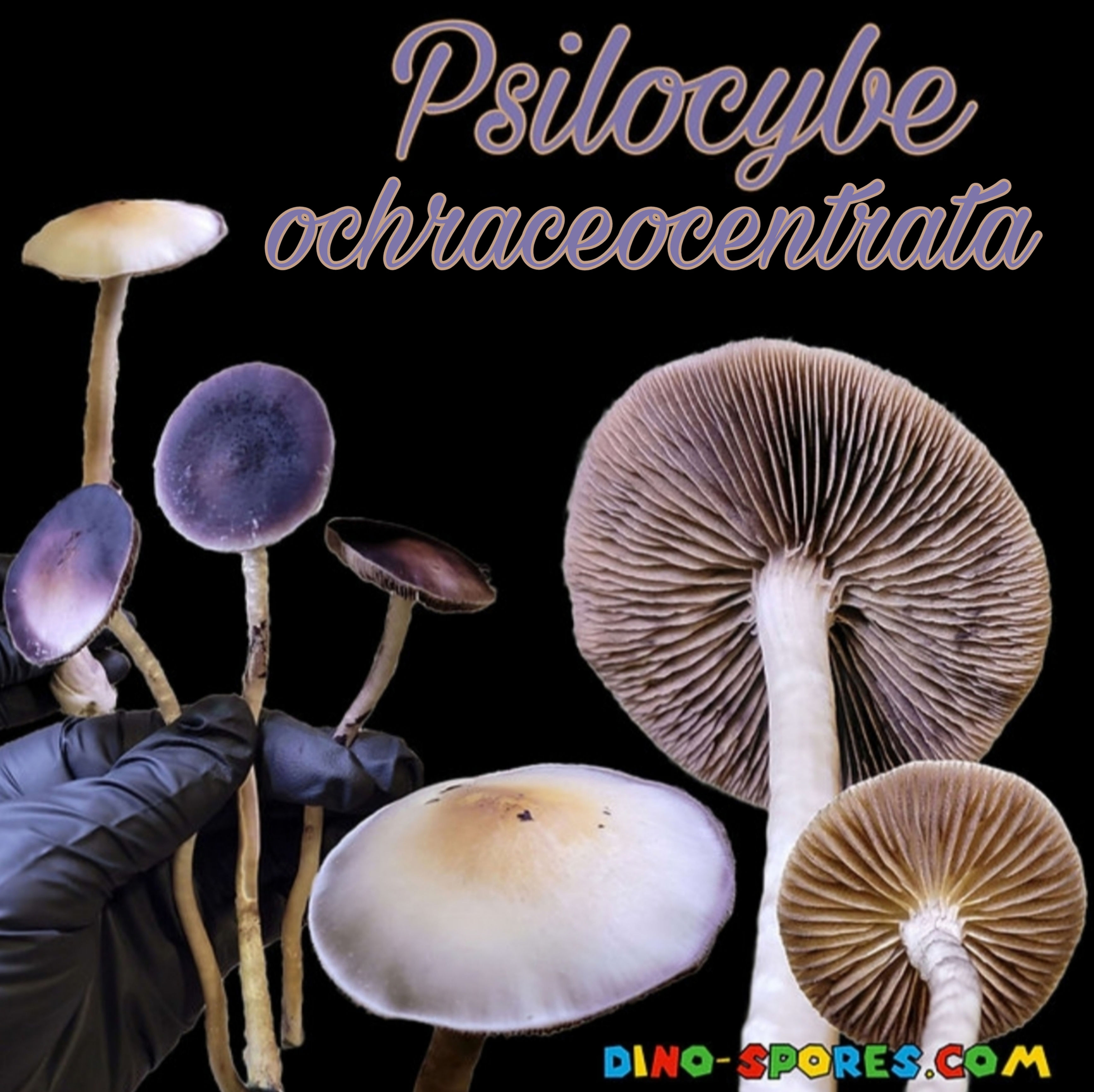 Psilocybe ochraceocentrata spore print (.aff natalensis)