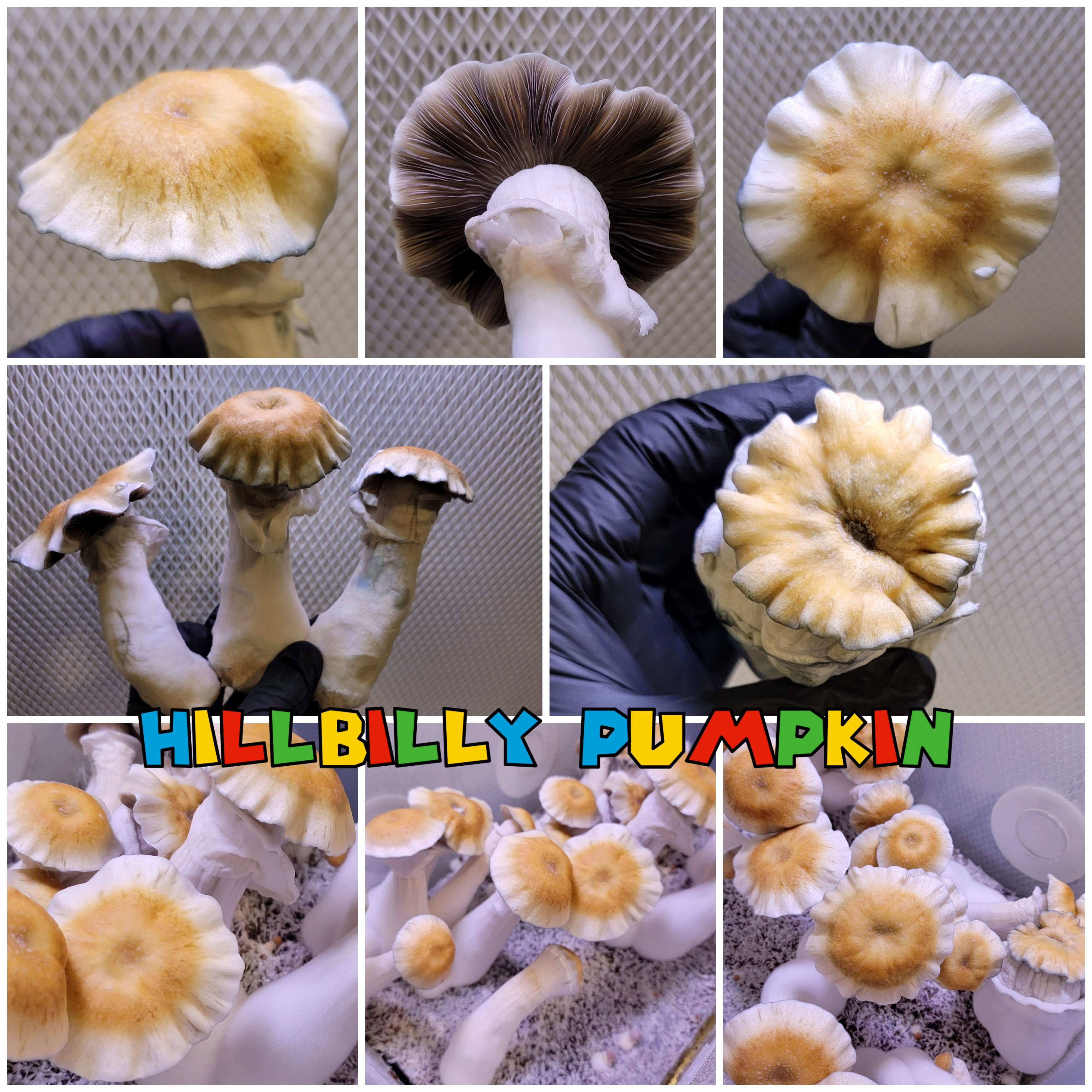 Hillbilly Pumpkin swab set