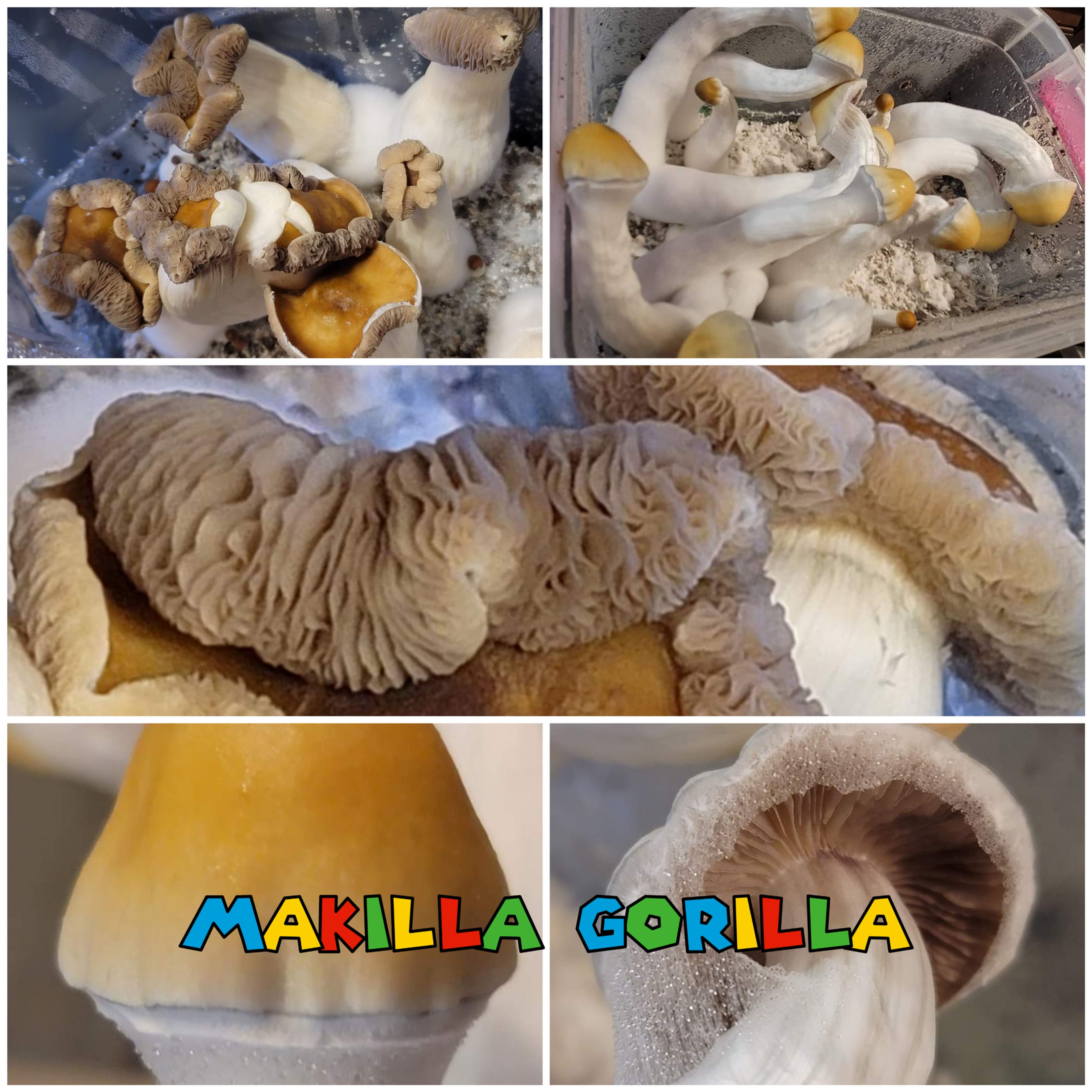 Makilla Gorilla swab set