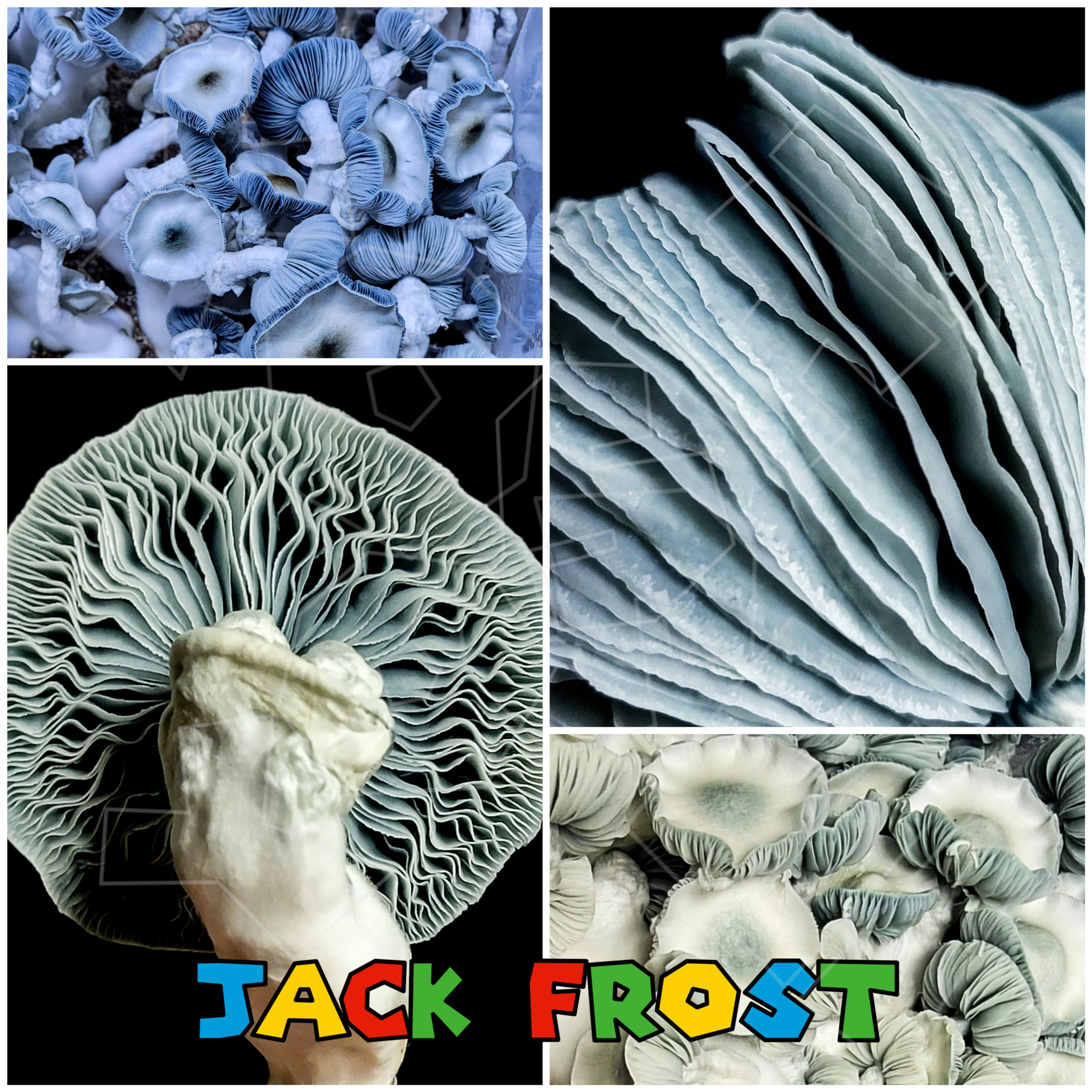 Jack Frost isolated syringe