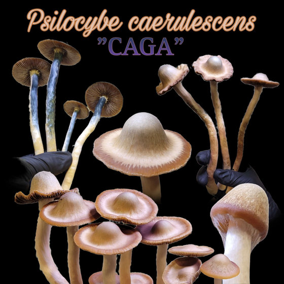 Psilocybe caerulescens "CAGA" isolated syringe