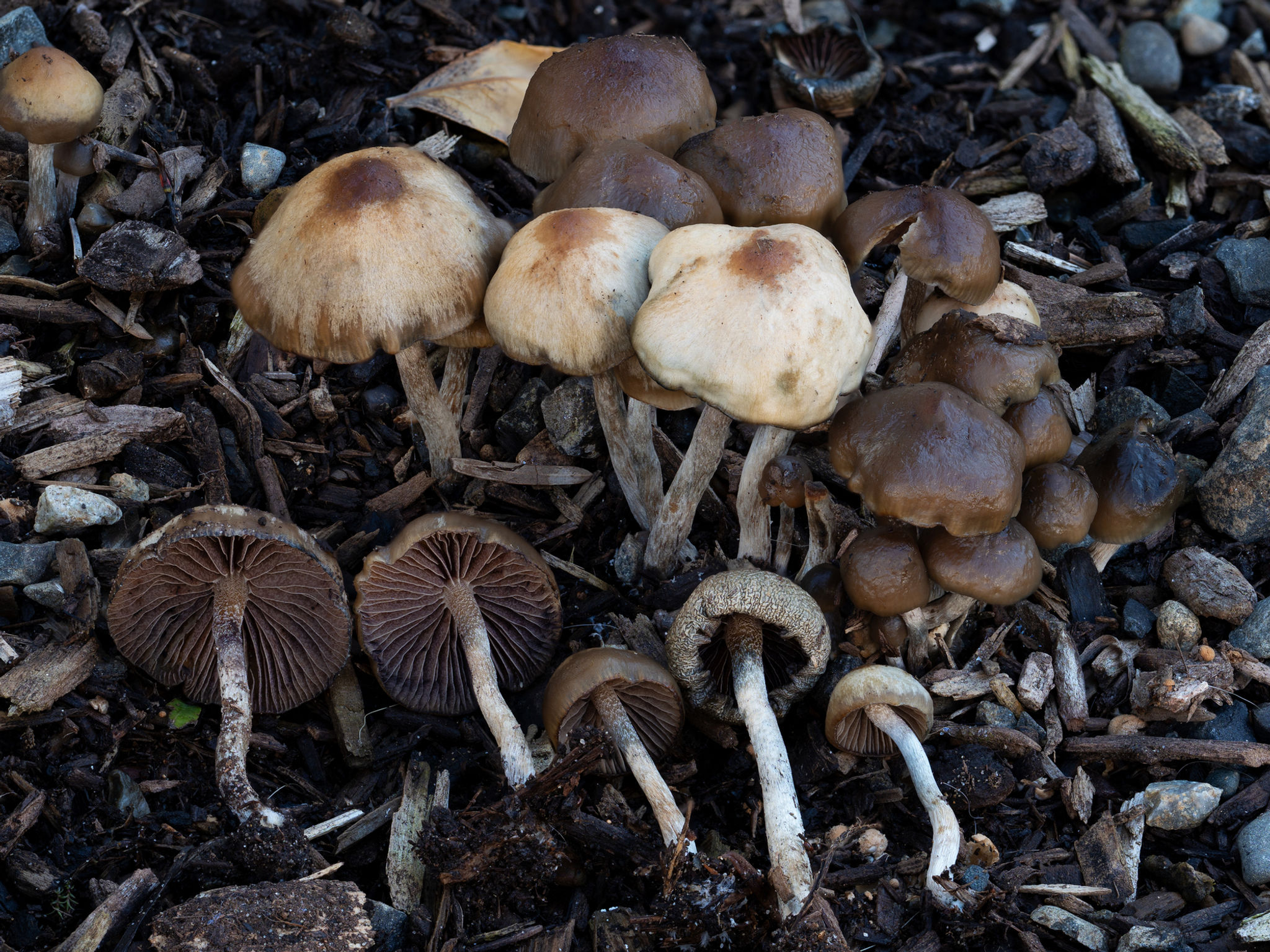 Psilocybe baeocystis "WA Coast" spore print