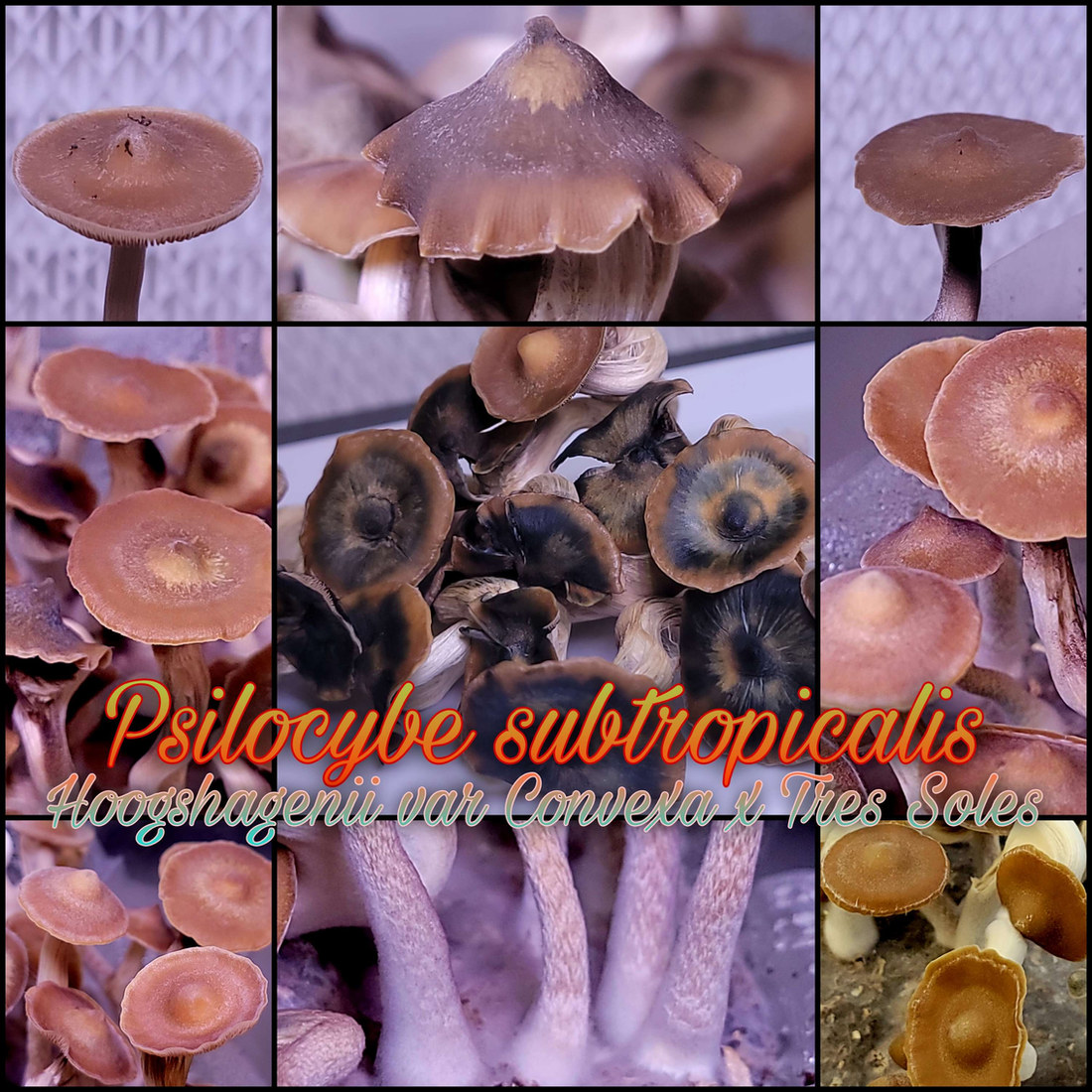 Psilocybe subtropicalis HVC x Tres Soles #2 swab set by Dino Spores