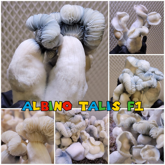 Albino Talis F1 swab set by Dino Spores