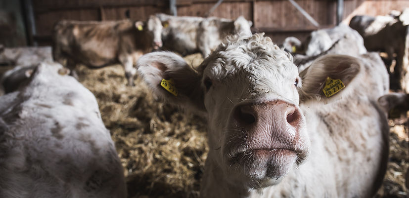 Bio Rindfleisch Mutterkühe