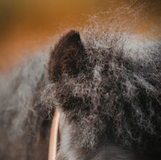 afscheid, paard, paardensierraad, paarden juweel, herinnering paard, paard inslapen, inslapen dieren, paardenfotoshoot, urne, paardenfoto, oostkamp, brugge, west-vlaanderen, oost-vlaanderen, fotografie, paardenfotograaf, paardenfotografie, alison becu, alisonbq, dierenarts paard