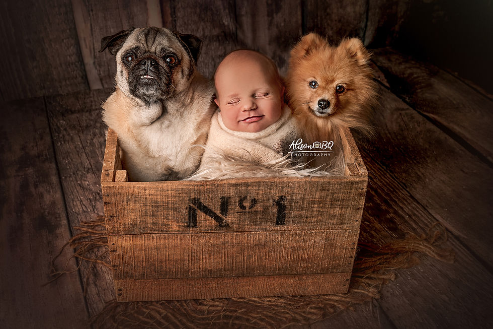 Dierenfotograaf, huisdieren, newbornfotografien, fotograaf oostkamp