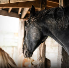 afscheid, fotoshoot, afscheid fotoshoot, paardenfotoshoot, paardenfoto, afscheid van je paard, paard cremeren, paard laten cremeren, paard laten ophalen, dood paard, paardenfotografie, herinnering paard, paardenfotograaf, fotograaf west-vlaanderen, fotograaf oostkamp, paardenfotoshoot, foto van paard, aandenken paard, paardensierraad, sierraad, waardevol afscheid, vaarwel, saying goodbye, paard, foto, fotografie, aandenken