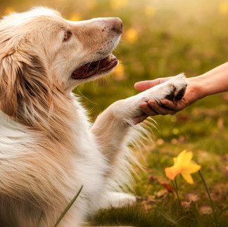 hond, border collie, afscheid van huisdier, hondenfotograaf, fotograaf hond, dierenfotograaf, fotograaf oostkamp