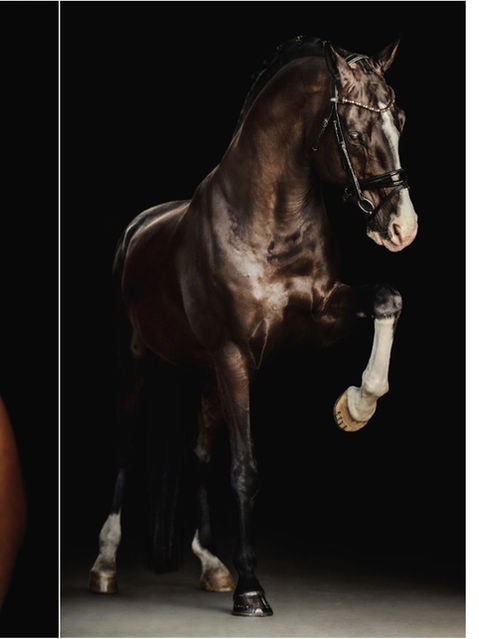 paardenfotoshoots, paardenfotografie, paardenfotoshoot, paardenfoto, paardenfotograaf, portret, paard, paardeneigenaren, paardenliefhebbers, paardenfotos, alison becu, alisonbq, alisonbqphotography, fotograaf west-vlaanderen, fotograaf oost-vlaanderen, fotograaf oostkamp, oostkamp, hertsberge, fotograaf brugge, blackfotografie, fine-artofotgrafie, studiofotografie, portretfoto, kunst