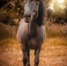 afscheid, paard, paardensierraad, paarden juweel, herinnering paard, paard inslapen, inslapen dieren, paardenfotoshoot, urne, paardenfoto, oostkamp, brugge, west-vlaanderen, oost-vlaanderen, fotografie, paardenfotograaf, paardenfotografie, alison becu, alisonbq, dierenarts paard