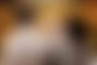 hond, border collie, afscheid van huisdier, hondenfotograaf, fotograaf hond, dierenfotograaf, fotograaf oostkamp