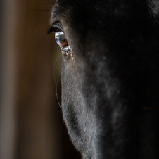 afscheid, fotoshoot, afscheid fotoshoot, paardenfotoshoot, paardenfoto, afscheid van je paard, paard cremeren, paard laten cremeren, paard laten ophalen, dood paard, paardenfotografie, herinnering paard, paardenfotograaf, fotograaf west-vlaanderen, fotograaf oostkamp, paardenfotoshoot, foto van paard, aandenken paard, paardensierraad, sierraad, waardevol afscheid, vaarwel, saying goodbye, paard, foto, fotografie, aandenken