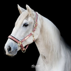 Afscheid van je paard, paard inslapen, euthanasie paard, ziek paard, afscheid nemen van je huisdier, paardenfotografie, paardenfoto, paard, west-vlaanderen, oostkamp, alison becu
