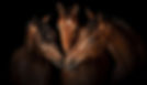 Paardenfotografie, paard, paardenfotoshoot, paardenfotoshoot, paarden foto, paardeneigenaren, paarden eigenaar, paardenfotograaf, fotograaf, West-Vlaanderen, Oost-Vlaanderen, portret, bruin paard