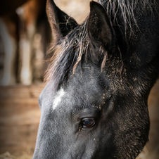 afscheid, fotoshoot, afscheid fotoshoot, paardenfotoshoot, paardenfoto, afscheid van je paard, paard cremeren, paard laten cremeren, paard laten ophalen, dood paard, paardenfotografie, herinnering paard, paardenfotograaf, fotograaf west-vlaanderen, fotograaf oostkamp, paardenfotoshoot, foto van paard, aandenken paard, paardensierraad, sierraad, waardevol afscheid, vaarwel, saying goodbye, paard, foto, fotografie, aandenken