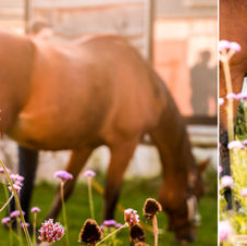 afscheid, afscheid nemen van, afscheid nemen, waardevolle herinnering, paardenafscheid, afscheid van je paard, paardenfotoshoot, paarden aandenken, aandenking, herinneringen, foto herinneringen, paardenfotoshoot, fotografie, fotoshoots, fotoalbum, fotoboek, paard cremeren, paard ophalen, paardensierraden, sierraad, fotoafdruk, paardenfotoshoot, fotograaf west-vlaanderen, fotograaf paard, fotograaf oostkamp, alison becu, alisonbq