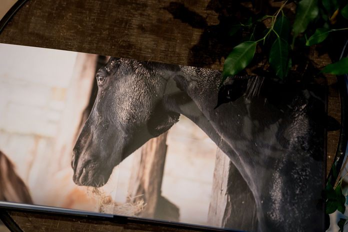 album paard, fotoalbum, paardenfoto, paardenfotoshoot, paardenfotografie, herinneringen paard, afscheid van je paard, waardevol afscheid nemen, paard cremeren, paard ophalen, dood paard cremeren, paard inslapen, paard laten inslapen, fotografie, fotograaf, paardenfotograaf, fotograaf west-vlaanderen, fotograaf oostkamp, alison becu