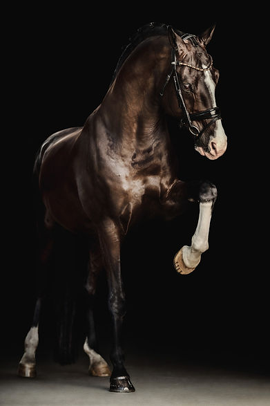 PAARD