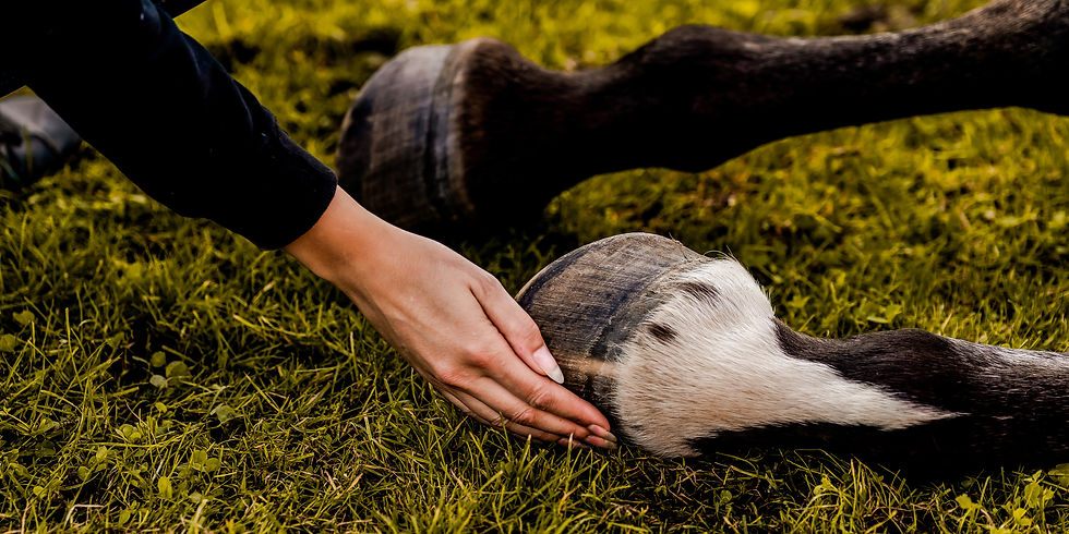 paard, paardenfotoshoot, paarden foto's, paardenfotos, afscheid paard, paard inslapen, afscheidsfotoshoots paard,dierenfotograaf, paardenfotograaf, paardenfoto, herinneringen, paarden, alison becu, alison bq, fotograaf oostkamp, fotograaf west-vlaanderen