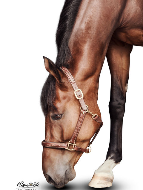 paardenfotoshoots, paardenfotografie, paardenfotoshoot, paardenfoto, paardenfotograaf, portret, paard, paardeneigenaren, paardenliefhebbers, paardenfotos, alison becu, alisonbq, alisonbqphotography, fotograaf west-vlaanderen, fotograaf oost-vlaanderen, fotograaf oostkamp, oostkamp, hertsberge, fotograaf brugge, blackfotografie, fine-artofotgrafie, studiofotografie, portretfoto, kunst