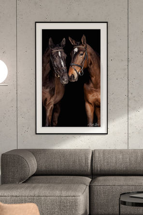 Paardenfoto, paardenfotografie, paardenfotograaf, paardenfotoshoot, paardenportret, paard, portretfoto paard, blackfotografie, blackfoto, muurkunst, wanddecoratie, fine-art paardenfotografie, paardeneigenaren, paardenliefhebber, kunst, fotograaf, fotograaf west-vlaanderen, fotograaf Alison Becu, AlisonBQphotography, Alisonbq, West-Vlaanderen, Oost-Vlaanderen, Oostkamp, Fotostudio Oostkamp, Hertsberge