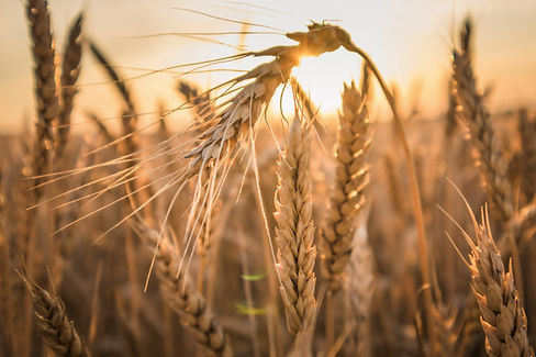 WheatCrop_Lead.jpg_height=635&t=1633031852&width=1200.jpg
