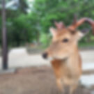 奈良公園の鹿