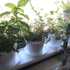 Fresh herbs