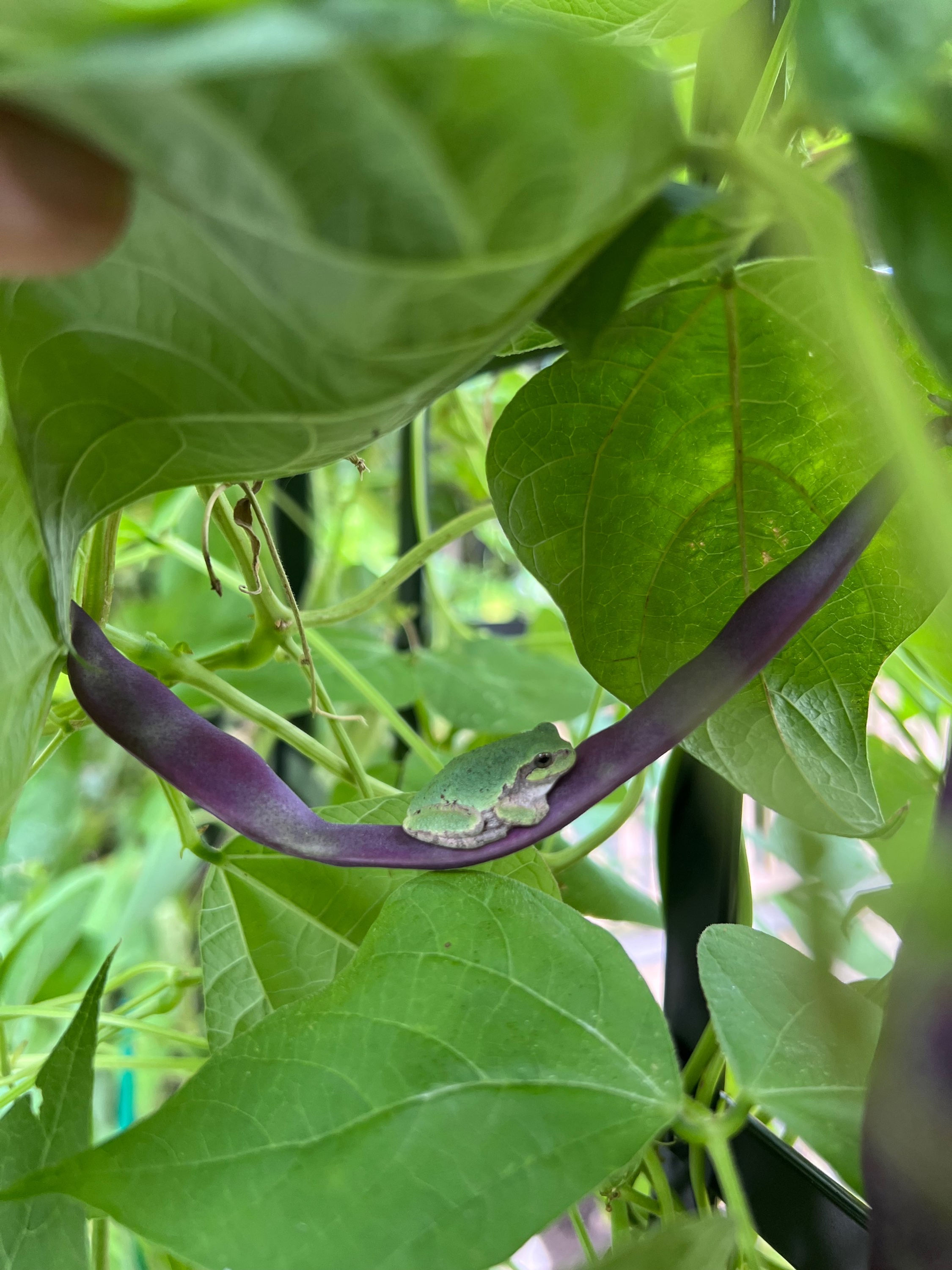 Purple Pole Bean Seeds (15 seeds)