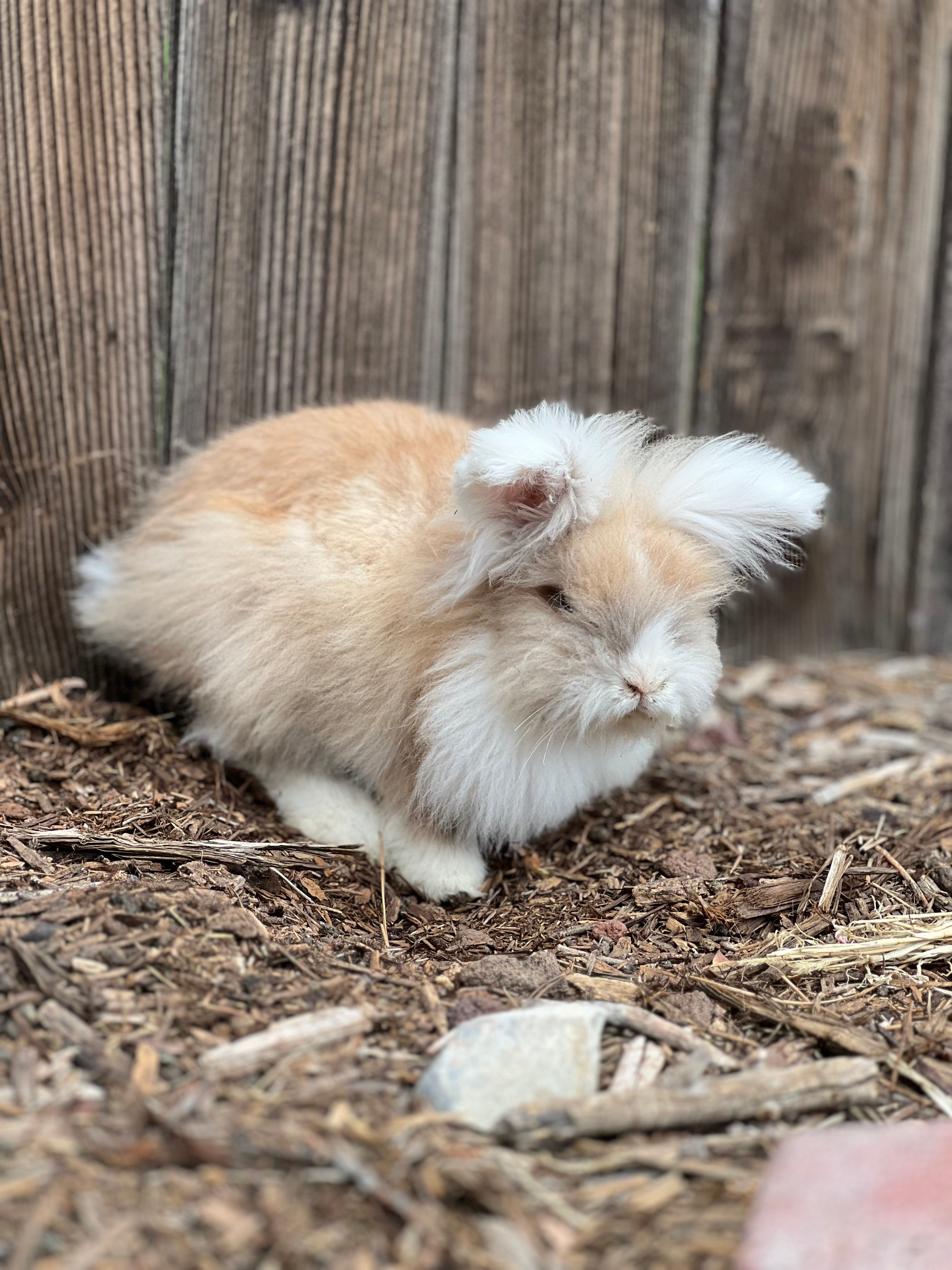 Rabbit