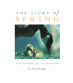 The light of spring - Yellowstone